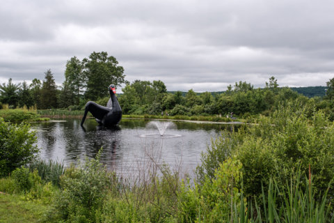 Black Swan Black Swan