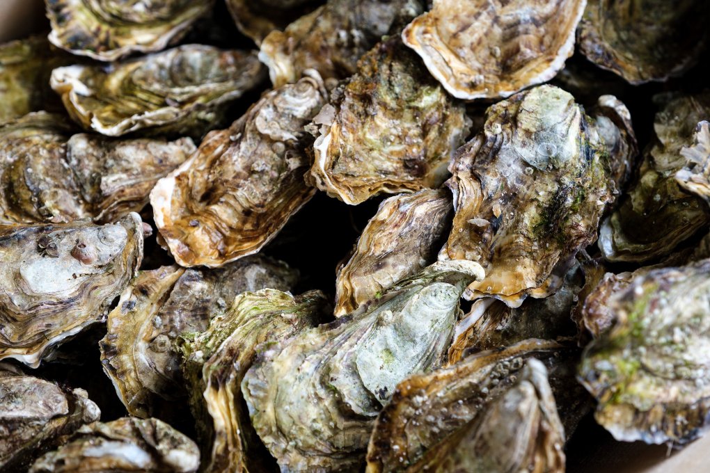Oysters Oysters