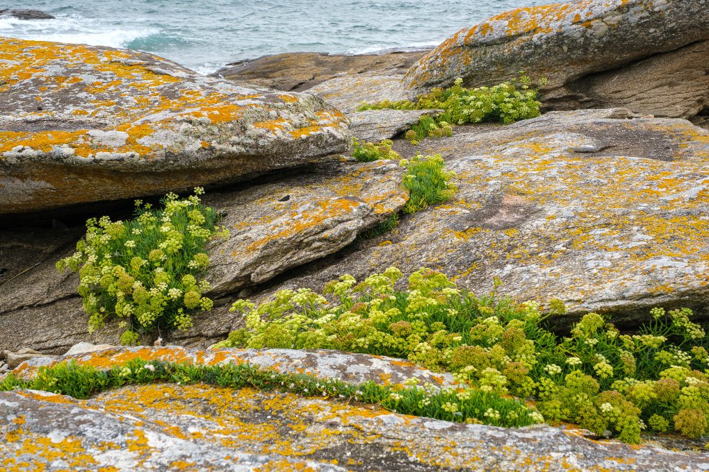 Pointe du Conguel Pointe du Conguel