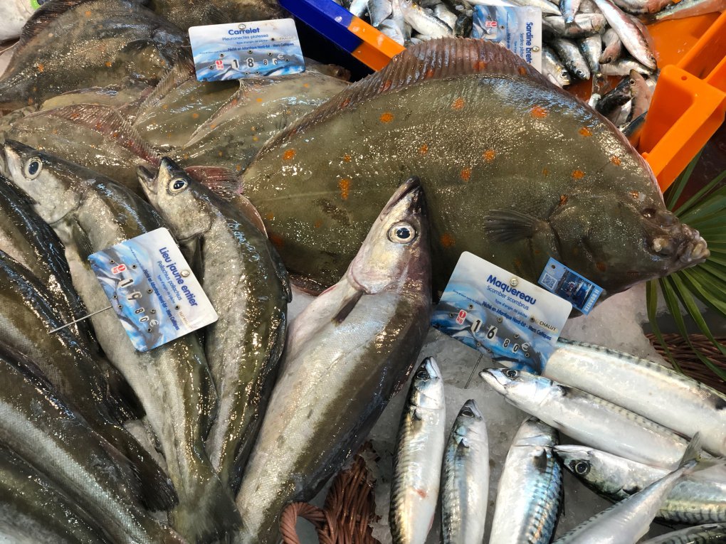 Selection of fish Selection of fish