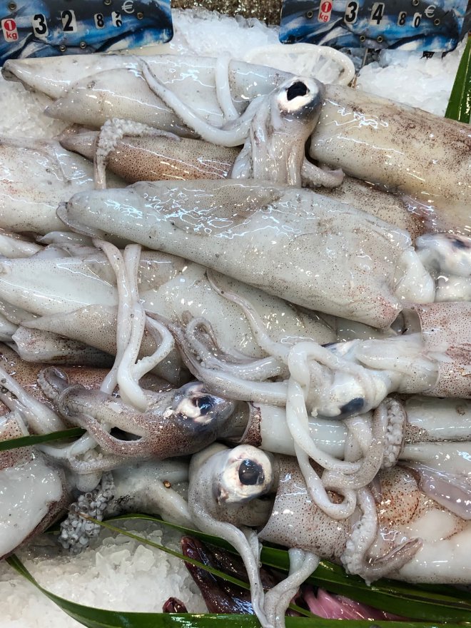 Squid Squid