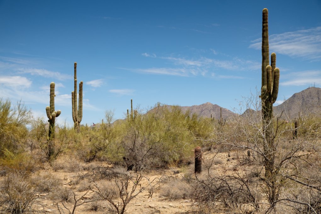 Desert surrounding Taliesin West Desert surrounding Taliesin West